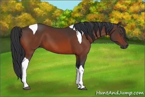 Horse Color:Bay Tobiano 