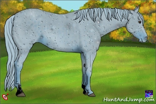 Horse Color:ERROR: UNKNOWN ANOMALY