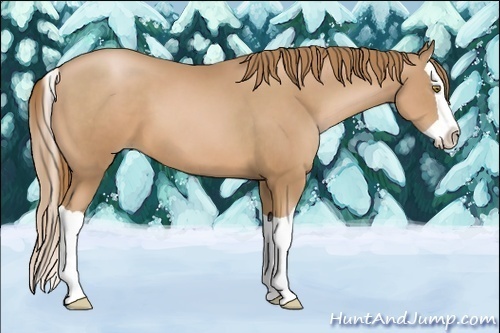 Horse Color:Chestnut Pearl Splash 
