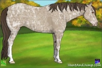 Horse Color:Classic Cream Champagne Ice 