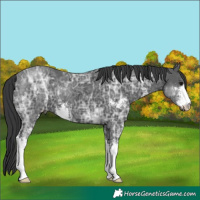 Horse Color:Black Ice Sabino