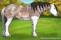 Horse Color:Bay Ice Sabino Splash 