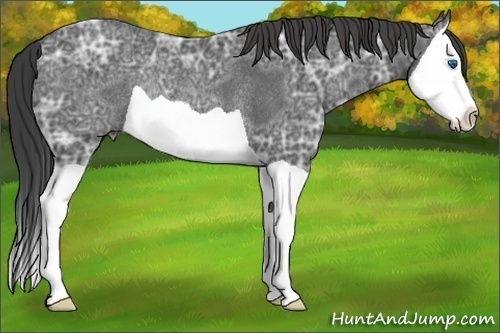 Horse Color:Smoky Black Ice Splash Rabicano 
