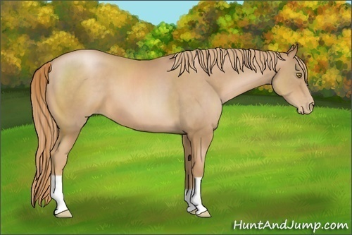 Horse Color:Chestnut Pearl