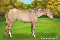Horse Color:Chestnut Pearl
