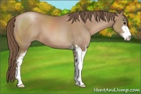 Horse Color:Black Pearl Sabino 