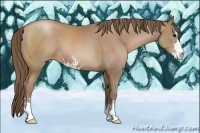 Horse Color:Black Pearl Sabino