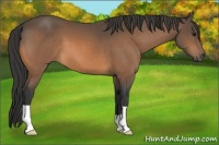 Horse Color:Buckskin 
