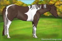Horse Color:Liver Chestnut Tobiano 