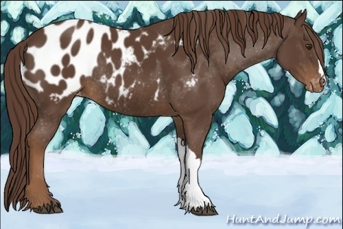 Horse Color:Liver Chestnut Appaloosa Rabicano 