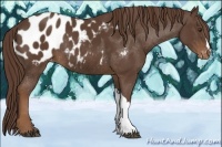 Horse Color:Liver Chestnut Appaloosa Rabicano 