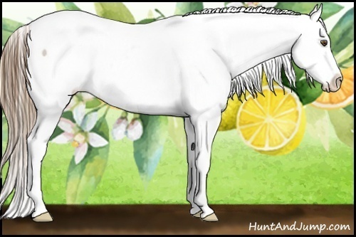 Horse Color:Liver Chestnut Pearl Splash Snowcap 