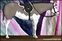 Horse Color:Grullo Splash 