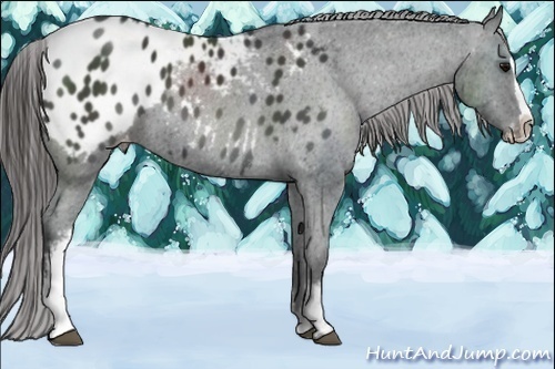 Horse Color:White Spotted Black Splash Appaloosa 