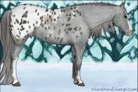 Horse Color:White Spotted Black Splash Appaloosa 