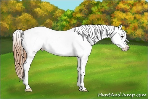 Horse Color:Chestnut Appaloosa 