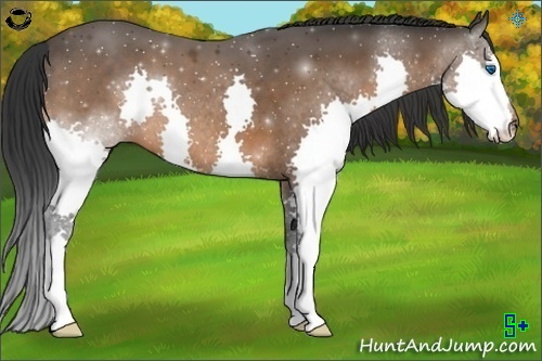 Horse Color:Bay Splash 