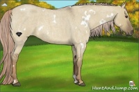 Horse Color:White Spotted Chocolate Palomino Roan Dun 