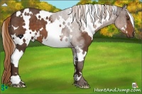 Horse Color:White Spotted Liver Chestnut 