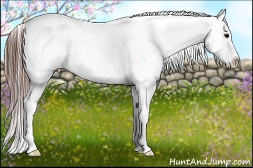 Horse Color:Black Sabino Varnish Rabicano 