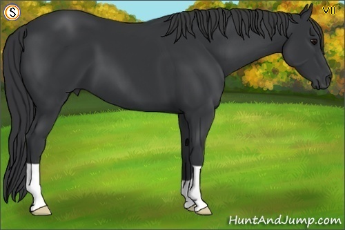 Horse Color:Black 