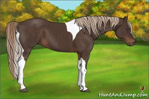 Horse Color:Liver Chestnut Tobiano Frame