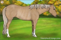 Horse Color:Palomino Rabicano