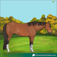 Horse Color:Bay 