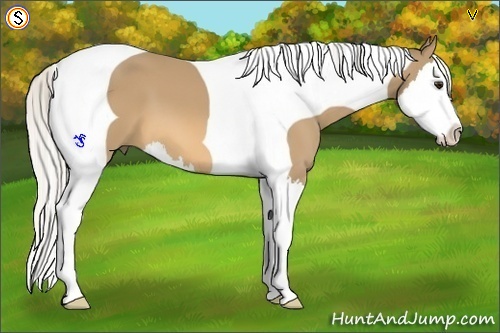 Horse Color:Silver Buckskin Splash Tobiano 