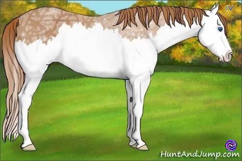 Horse Color:Chestnut Ice Splash 