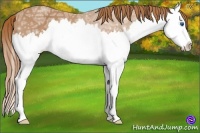 Horse Color:Chestnut Ice Splash 