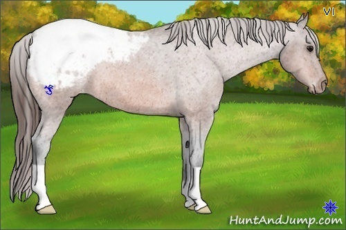 Horse Color:Bay Appaloosa