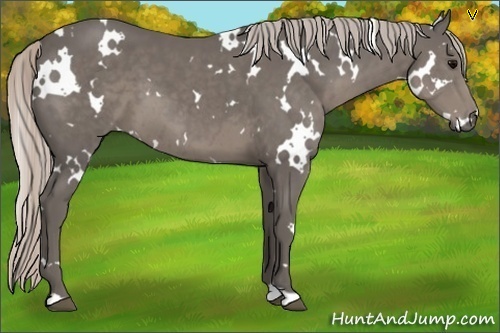 Horse Color:White Spotted Silver Black