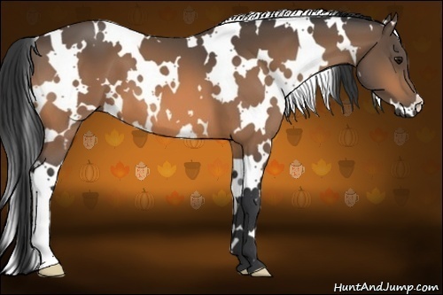 Horse Color:White Spotted Buckskin 