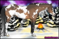 Horse Color:White Spotted Buckskin Frame 