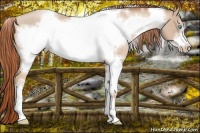 Horse Color:White Spotted Buckskin Pearl Frame 