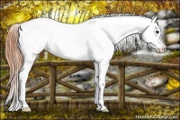 Horse Color:Buckskin Roan Dun Blanket 
