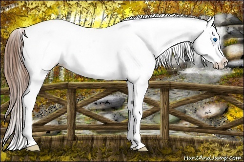 Horse Color:Red Dun Splash Appaloosa 