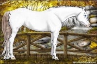 Horse Color:Red Dun Splash Appaloosa 