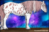 Horse Color:Watercolor Liver Chestnut Splash Appaloosa 