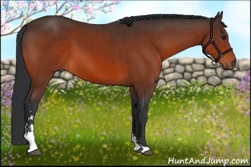 Horse Color:Bay Sabino 