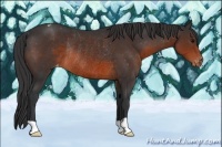 Horse Color:Brown Appaloosa Rabicano 