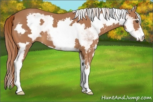 Horse Color:White Spotted Chestnut Frame 
