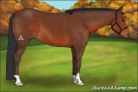 Horse Color:Bay 