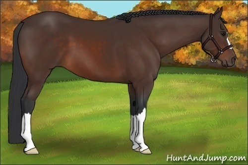 Horse Color:Bay 