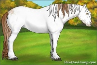 Horse Color:White Spotted Bay Ice Pearl 