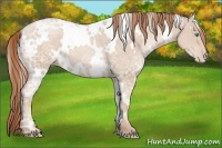 Horse Color:White Spotted Smoky Black Ice Pearl 