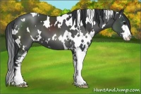 Horse Color:White Spotted Black Sabino
