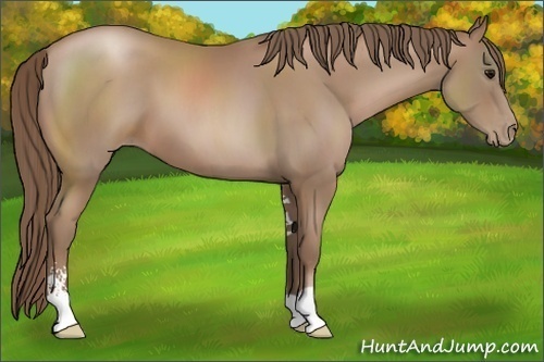 Horse Color:Black Pearl Sabino