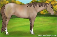 Horse Color:Black Pearl Sabino 